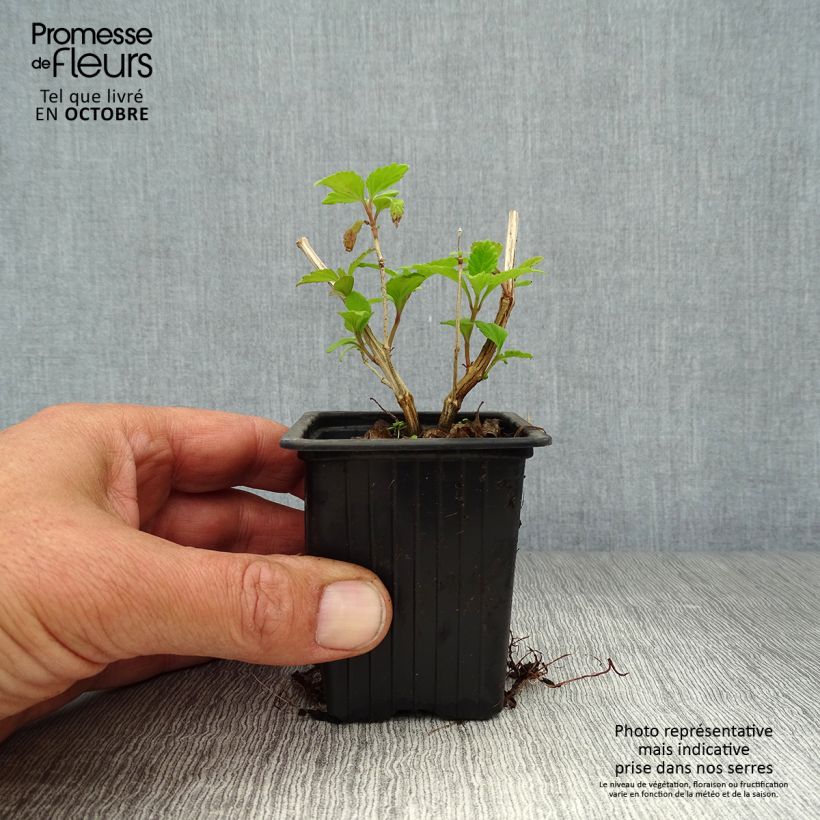 Exemplar von Aztekisches Süßkraut - Lippia dulcis Kleine Töpfe von 7/8 cm wie im Herbst geliefert