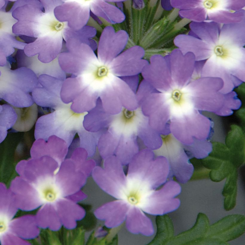 Verbene Lavender White (Blüte)