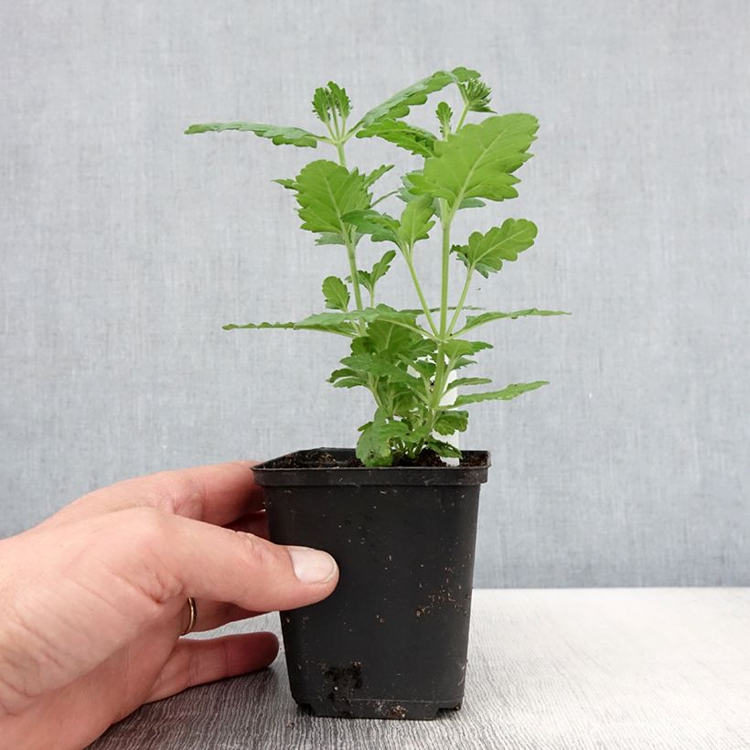 Exemplar von Verbene Virgo Lavender Star Kleine Töpfe von 8/9 cm wie im Frühjahr geliefert