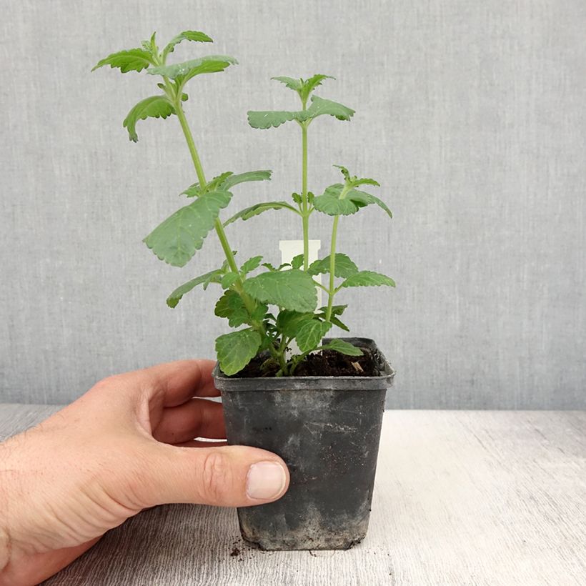 Exemplar von Verbene Virgo up Purple Kleine Töpfe von 8/9 cm wie im Frühjahr geliefert