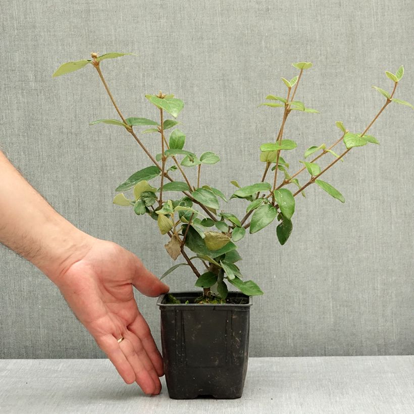 Exemplar von Burkwoods Schneeball - Viburnum burkwoodii Topf 12 cm / 13 cm wie im Frühjahr geliefert