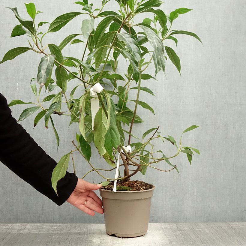 Exemplar von Viburnum cylindricum - Viorne à fleurs tubulaires Pot de 4L/5L wie im Herbst geliefert