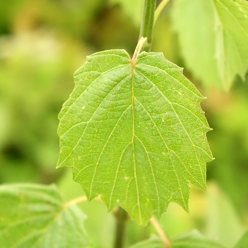Gezähnter Schneeball Blue Muffin - Viburnum dentatum (Foliage)