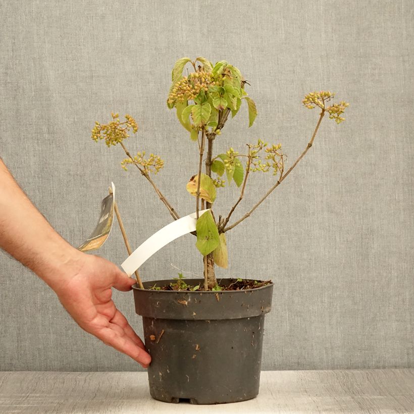 Exemplar von Breitdoldiger Schneebal Michael Dodge - Viburnum dilatatum Topf mit 4L/5L wie im Sommer geliefert