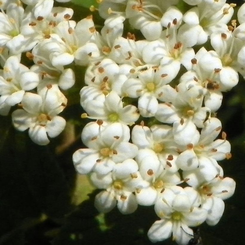 Wolliger Schneeball - Viburnum lantana (Flowering)