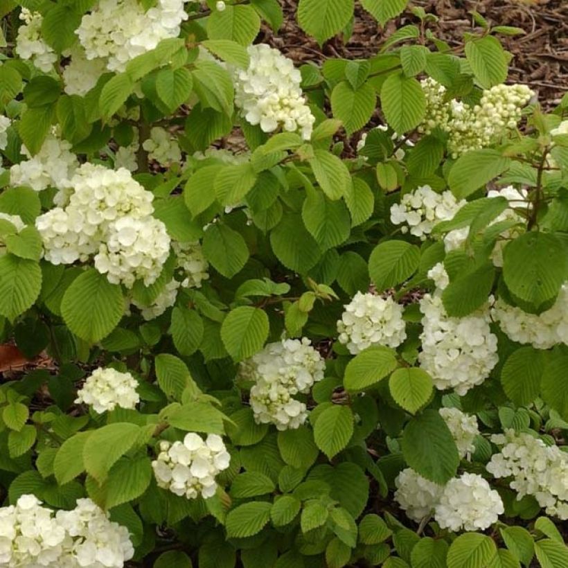Japanischer Schneeball Popcorn - Viburnum plicatum (Laub)