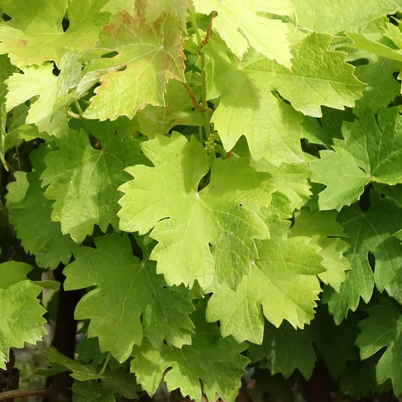 Weinrebe Albarossa (Laub)