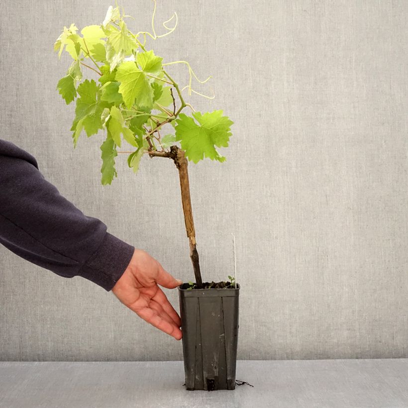 Exemplar von Weinrebe Albarossa Topf mit 1,5L/2L wie im Frühjahr geliefert