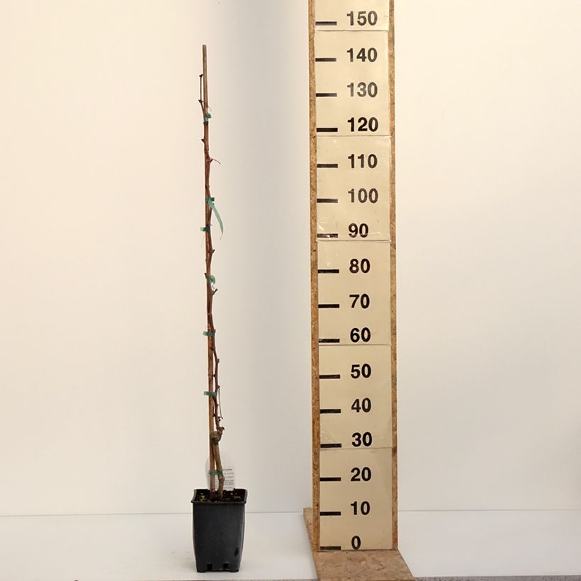 Exemplar von Vigne Alphonse Lavallée - Vitis vinifera  Pot de 3L/4L wie im Winter geliefert