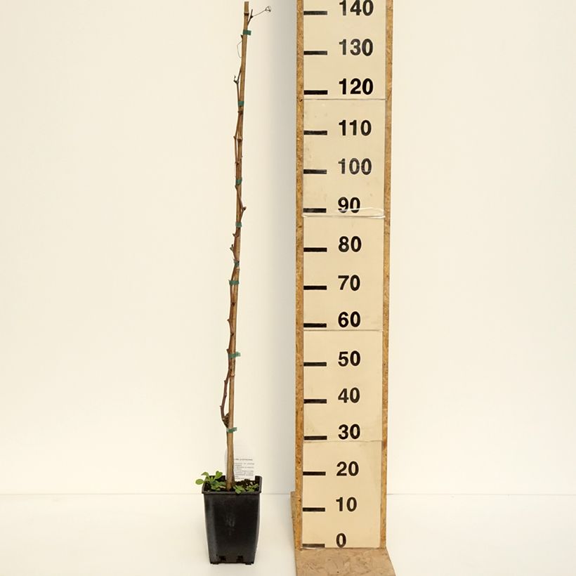 Example of Weinrebe Alphonse Lavallée ZPd4 Topf mit 3L/4L as you get in printemps