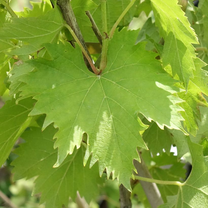 Weinrebe Ampelia Amandin (Laub)