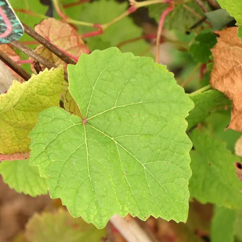 Amur-Rebe Amurensis - Vitis amurensis (Foliage)