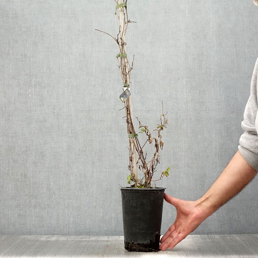 Exemplar von Vigne Amurensis - Vigne du fleuve Amour Pot de 3L/4L wie im Herbst geliefert