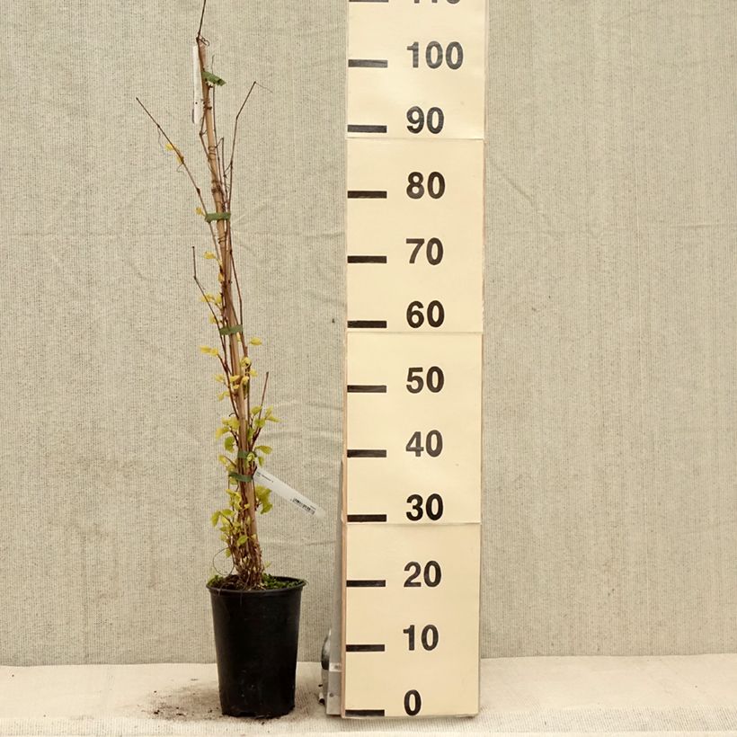 Example of Amur-Rebe Amurensis - Vitis amurensis Topf mit 3L/4L as you get in printemps