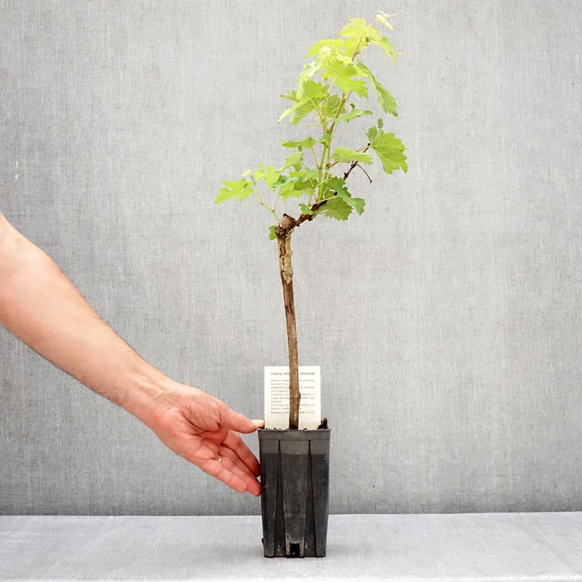 Exemplar von Weinrebe Barbera Topf mit 1,5L/2L wie im Frühjahr geliefert