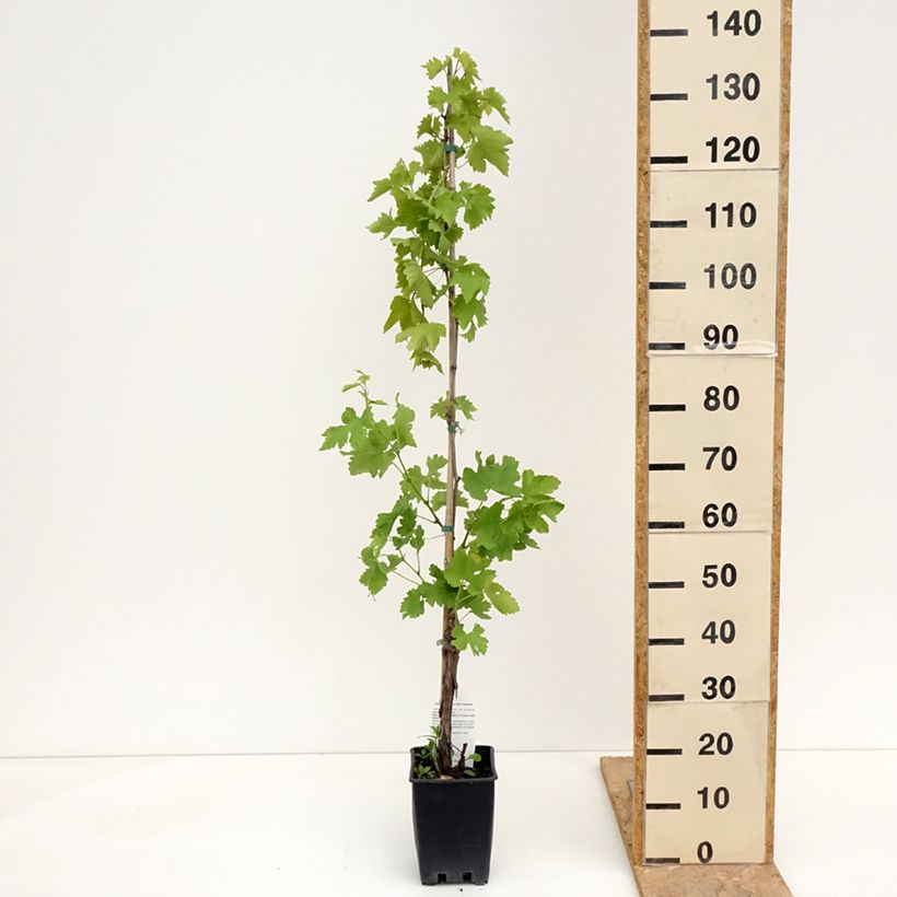 Example of Weinrebe Black Magic Topf mit 1,5L/2L as you get in printemps