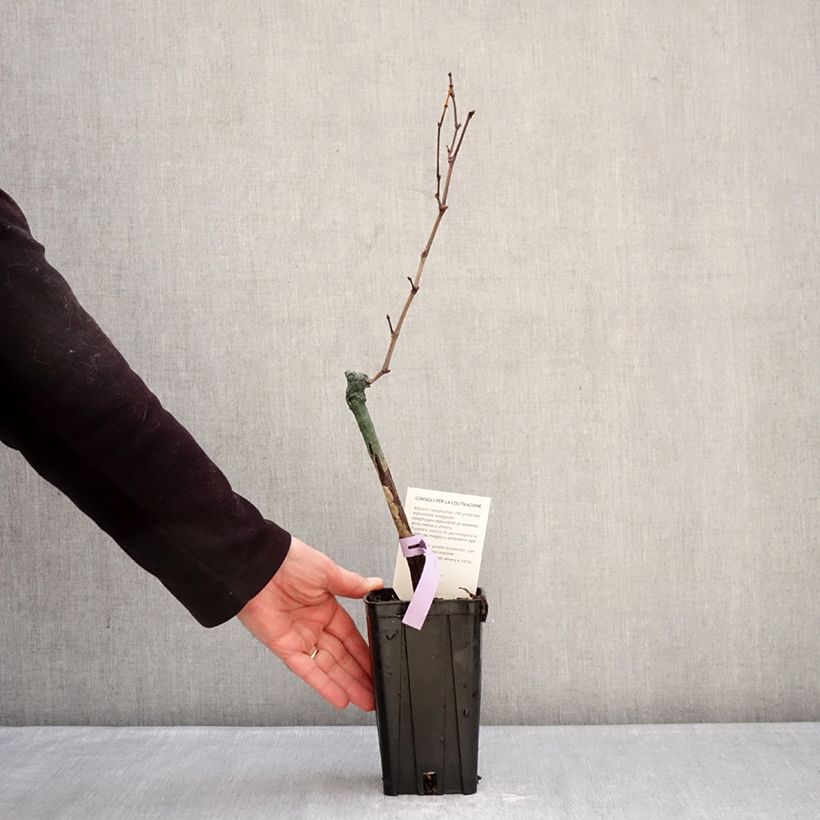 Exemplar von Weinrebe Bonarda Topf mit 1,5L/2L wie im Winter geliefert