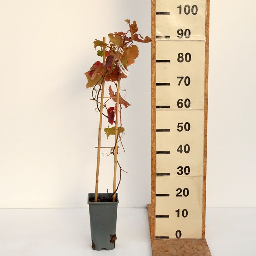 Exemplar von Weinrebe Brant Topf mit 2L/3L wie im Herbst geliefert