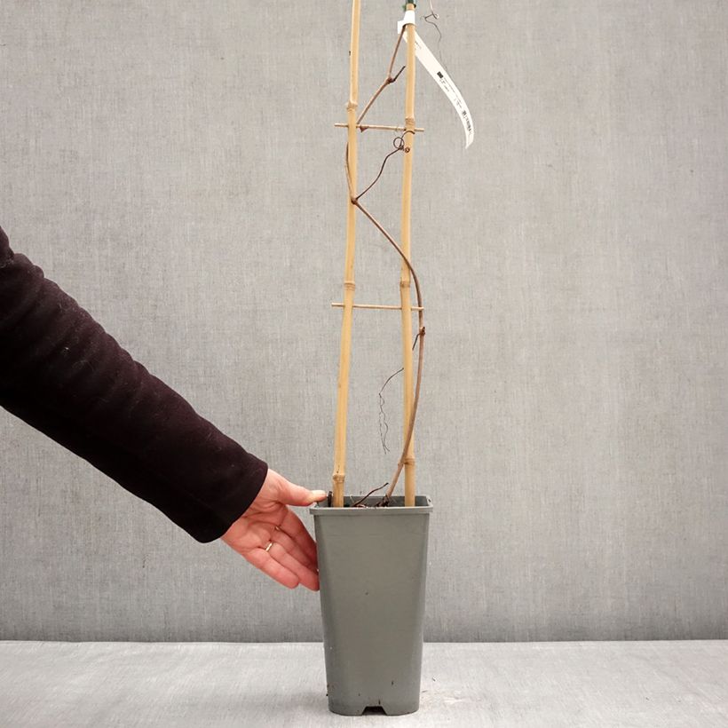 Exemplar von Weinrebe Brant Topf mit 2L/3L wie im Winter geliefert