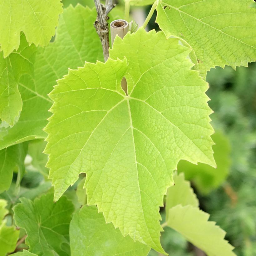 Weinrebe Chardonnay (Foliage)