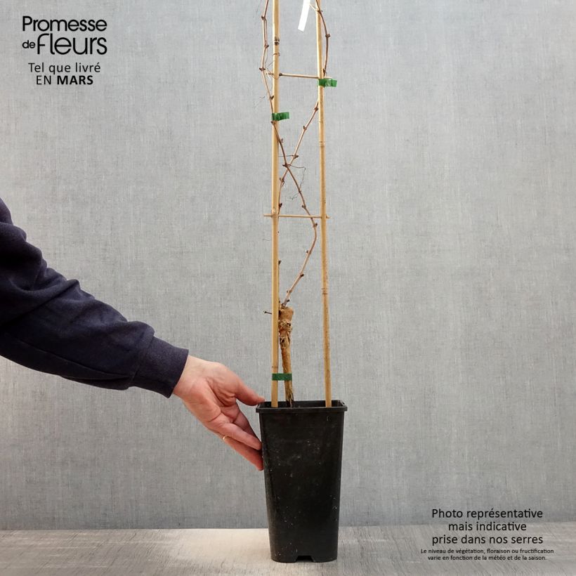 Exemplar von Weinrebe Chasselas rose Topf mit 2L/3L wie im Frühjahr geliefert