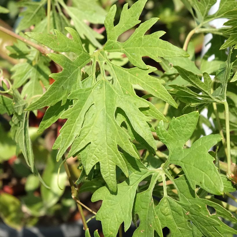 Weinrebe Chasselas Cioutat (Laub)