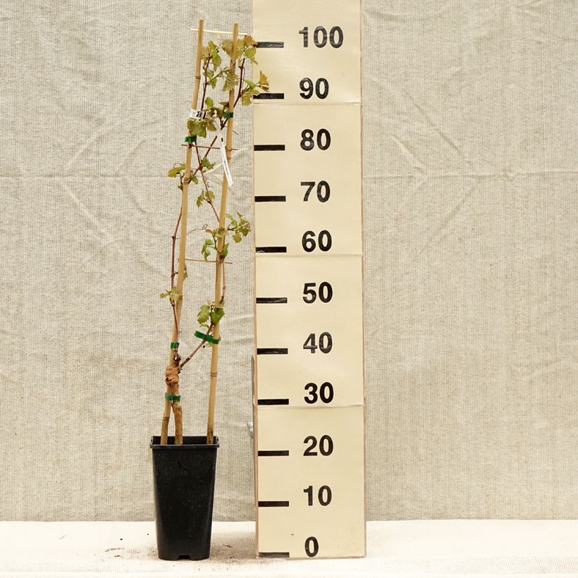 Exemplar von Weinrebe Chasselas Cioutat Topf mit 1,5L/2L wie im Frühjahr geliefert