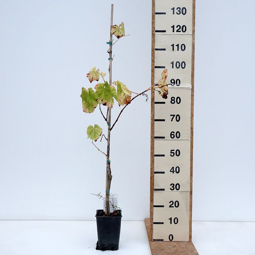 Exemplar von Weinrebe Citrina Topf mit 1,5L/2L wie im Herbst geliefert