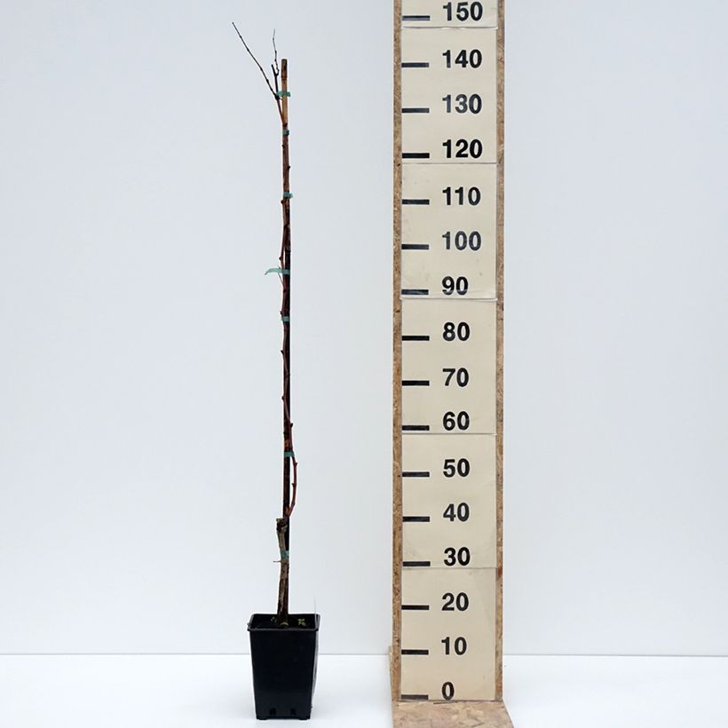 Exemplar von Vigne Citrina - Vitis vinifera Pot de 1,5L/2L wie im Winter geliefert