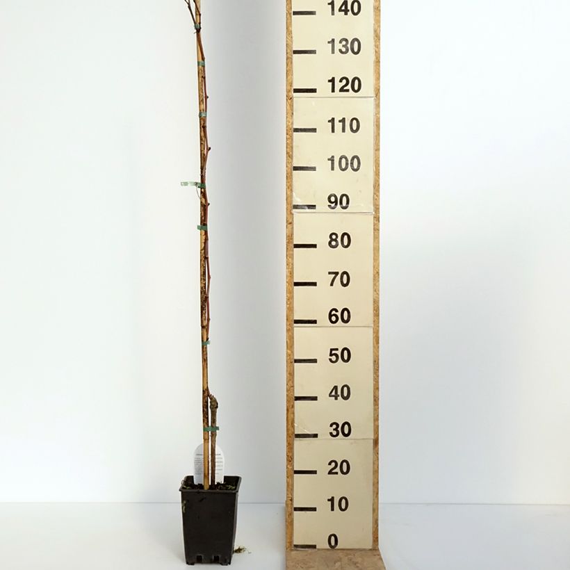 Example of Weinrebe Citrina Topf mit 1,5L/2L as you get in printemps