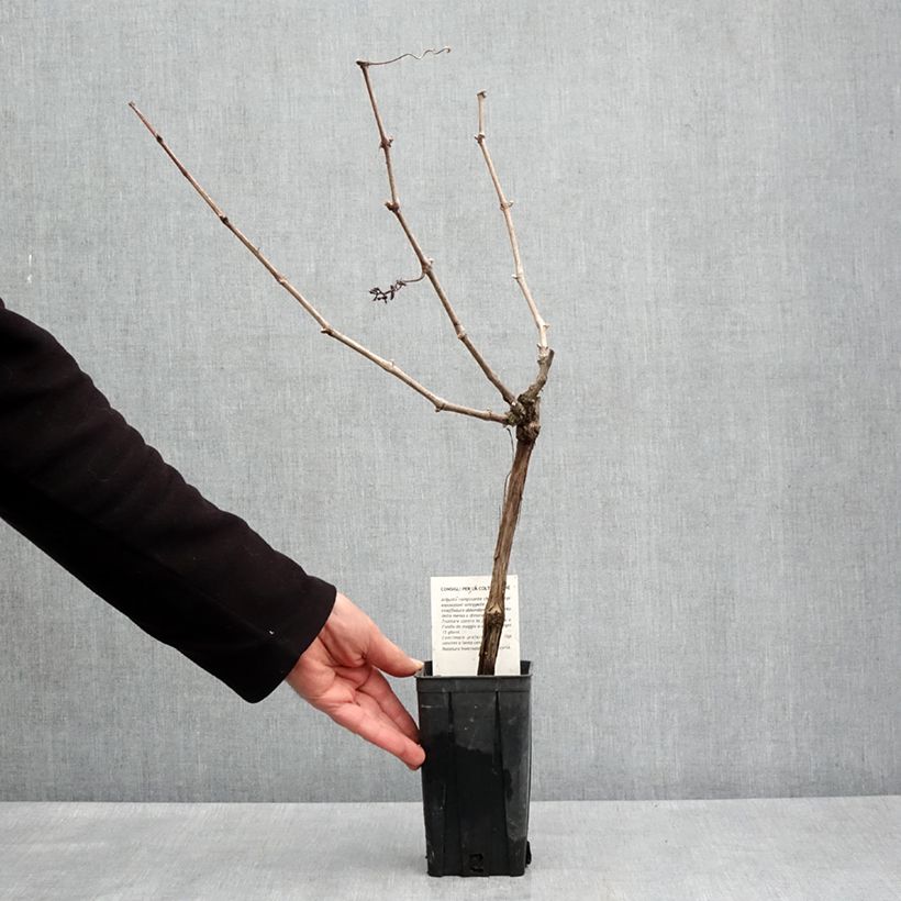 Exemplar von Weinrebe Cortese Topf mit 1,5L/2L wie im Frühjahr geliefert