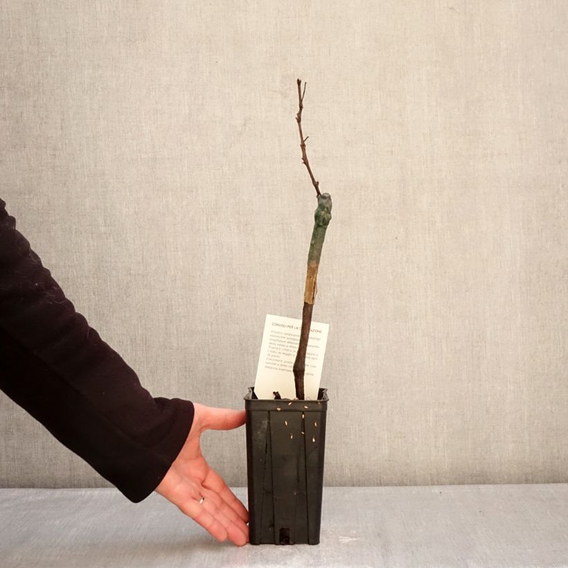 Example of Weinrebe Croatina Topf mit 1,5L/2L as you get in hiver