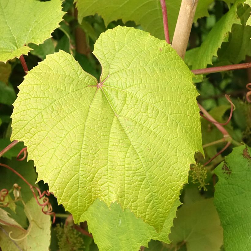 Vitis coignetiae - Zier-Wein (Laub)