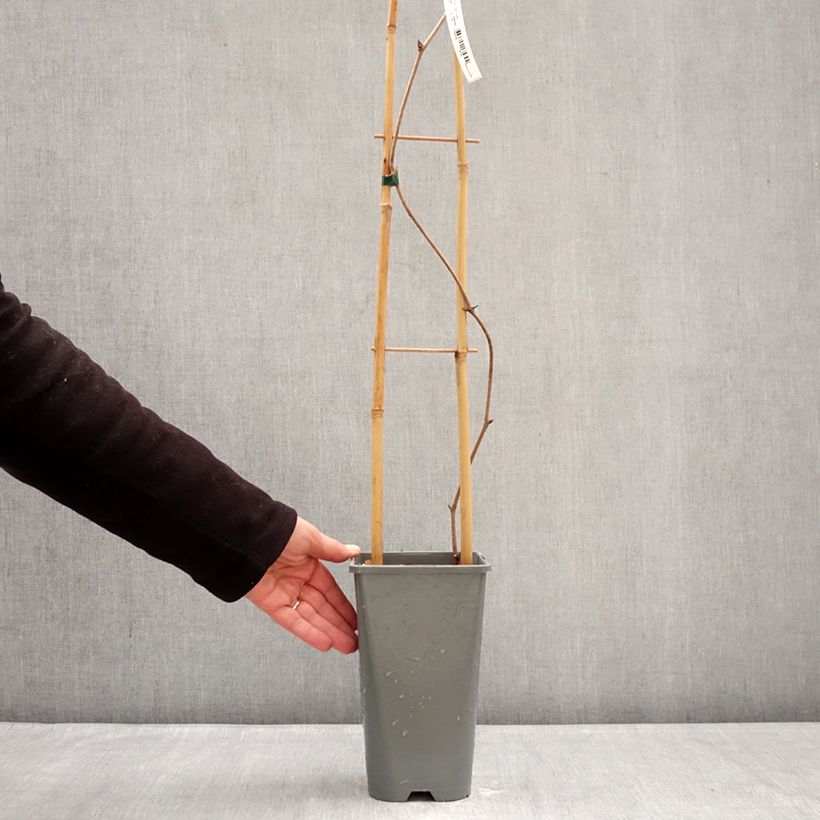 Example of Vitis coignetiae Sunning Dale - Zier-Wein Topf mit 3L/4L as you get in hiver