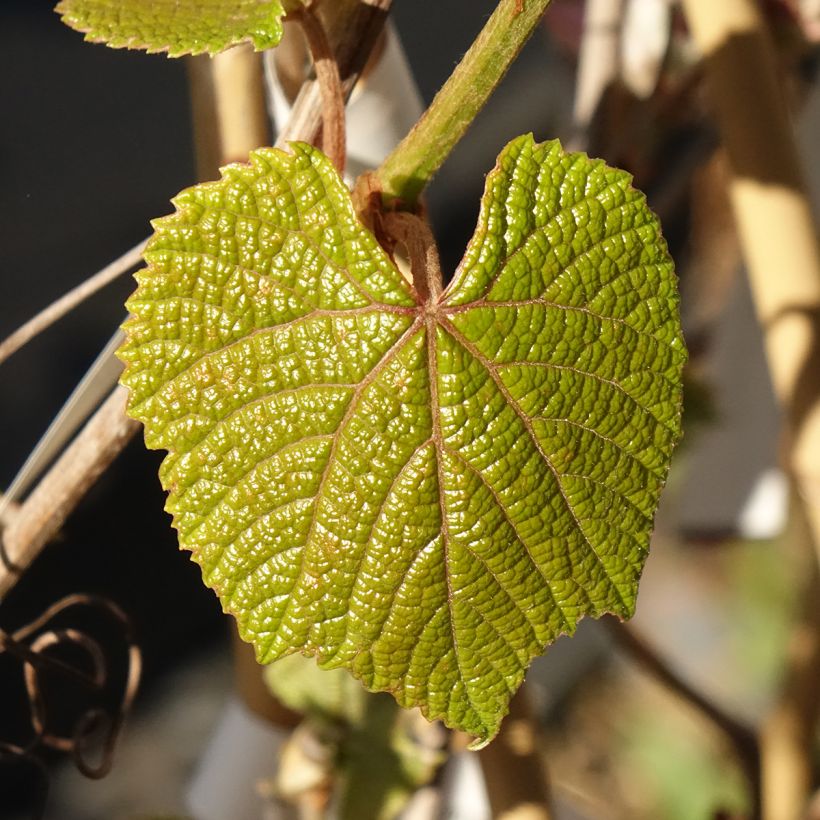 Vitis coignetiae Sunning Dale - Zier-Wein (Laub)