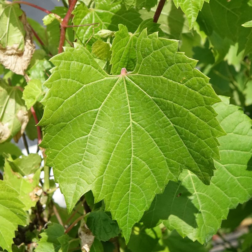 Ufer-Rebe - Vitis riparia (Foliage)