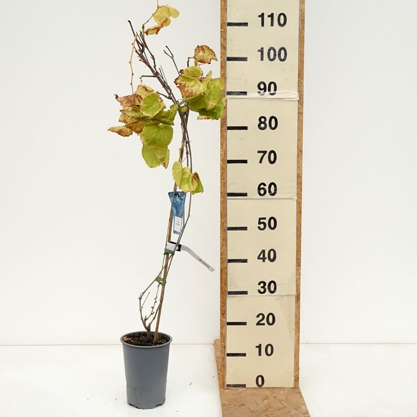 Exemplar von Ufer-Rebe - Vitis riparia Topf mit 3L/4L wie im Herbst geliefert
