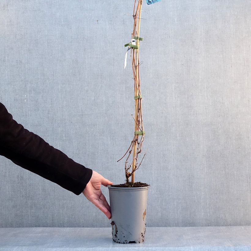 Exemplar von Vigne d'ornement - Vitis odoratissima (vulpina, riparia) Pot de 3L/4L wie im Winter geliefert