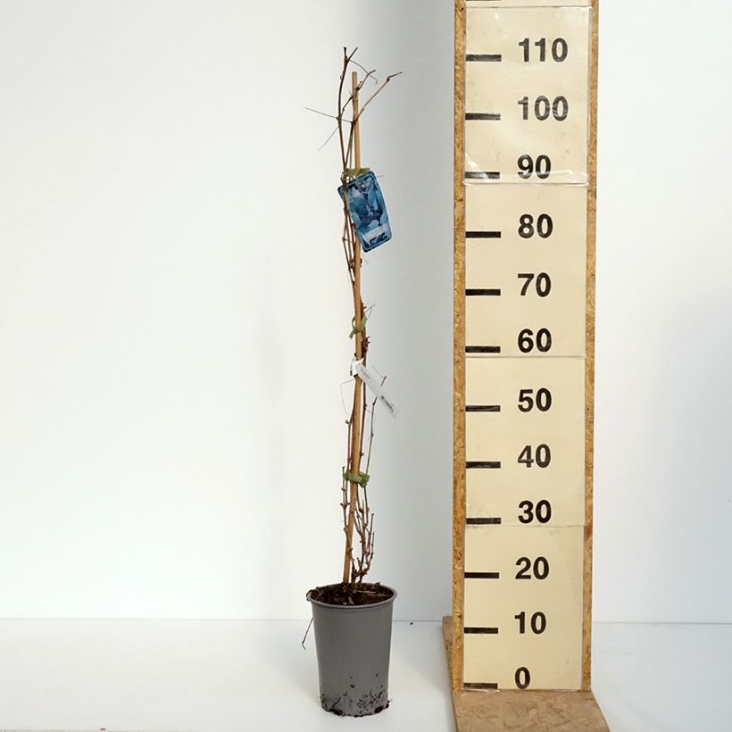 Example of Ufer-Rebe - Vitis riparia Topf mit 3L/4L as you get in printemps