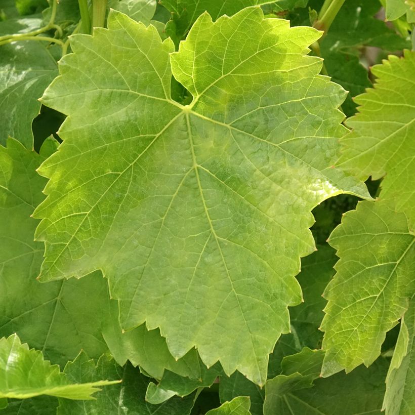 Weinrebe Dattier de Beyrouth (Laub)