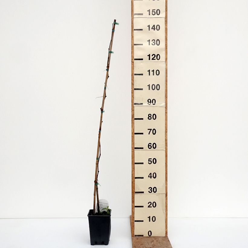 Example of Weinrebe Agata - Vitis (x) vinifera Topf mit 1,5L/2L as you get in hiver