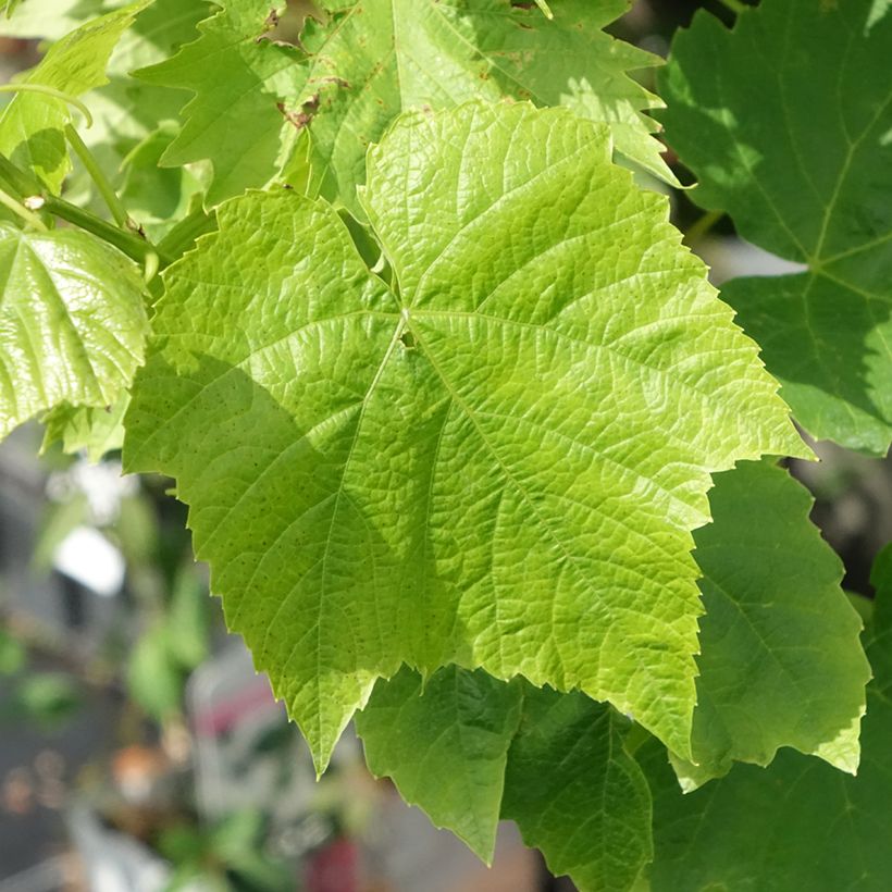 Weinrebe Ambra - Vitis (x) vinifera (Foliage)