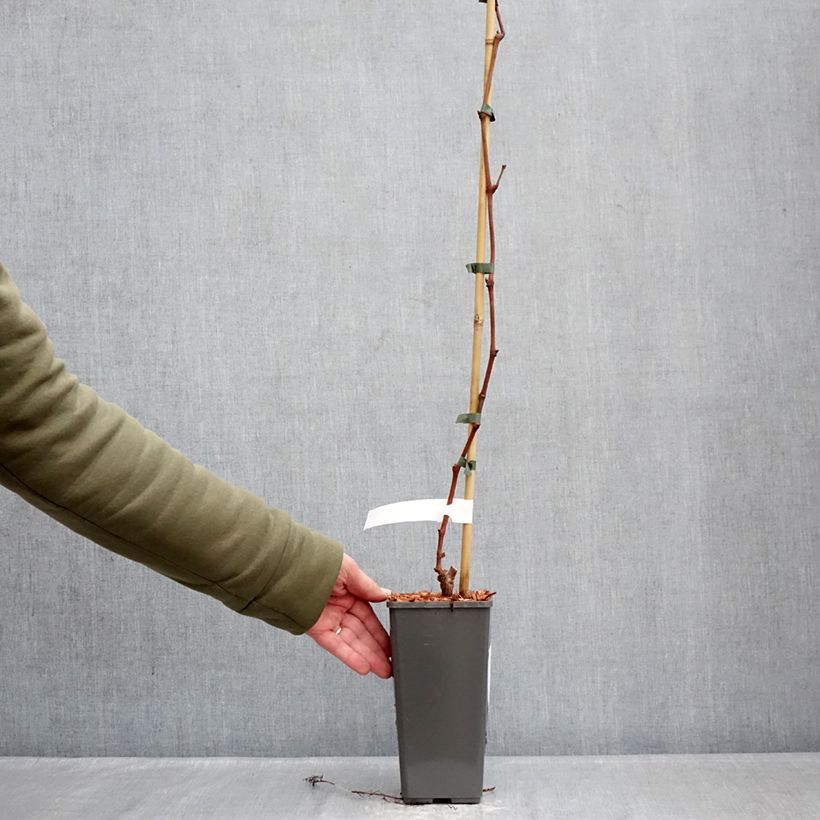 Example of Weinrebe Attika Topf mit 2L/3L as you get in hiver