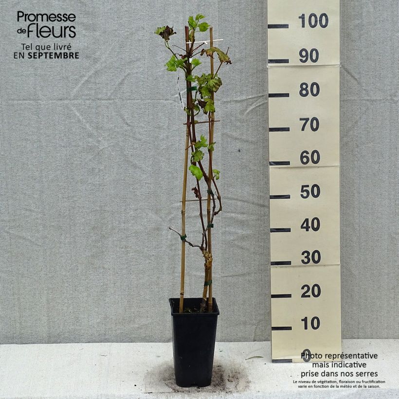 Exemplar von Vigne de table Autumn Royal - Variété rouge apyrène Pot de 1,5L/2L wie im Herbst geliefert
