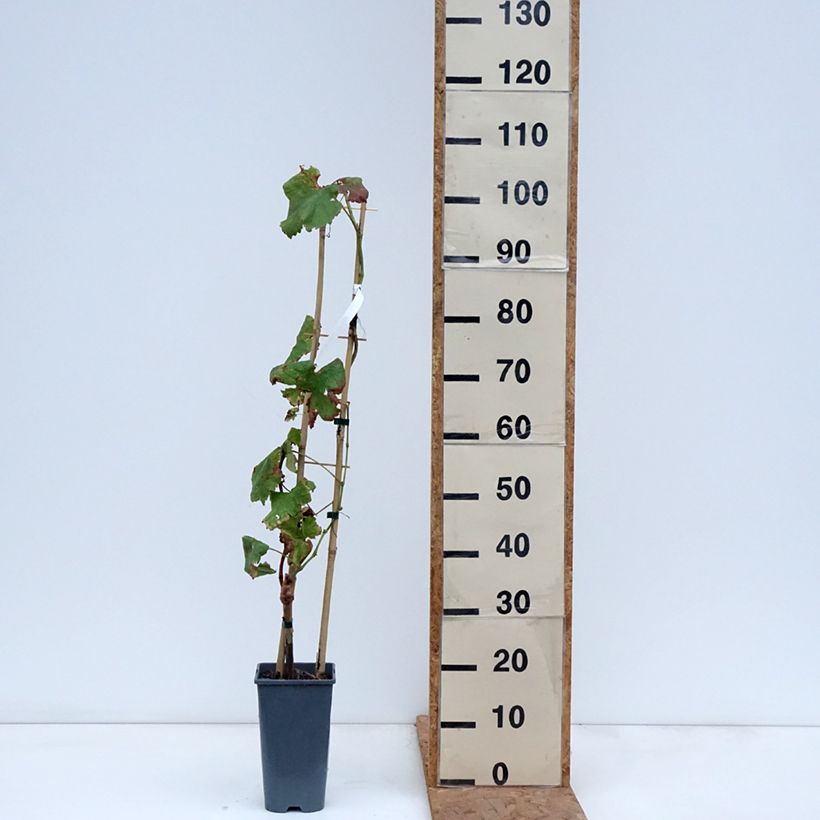 Exemplar von Weinrebe Crimson Seedless Topf mit 3L/4L wie im Herbst geliefert