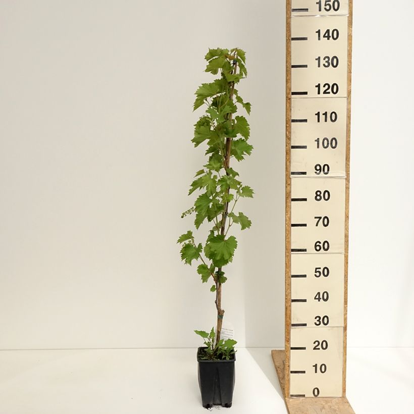 Exemplar von Weinrebe Francese Nera, Noire de France - Vitis x hybrida Topf mit 1,5L/2L wie im Frühjahr geliefert