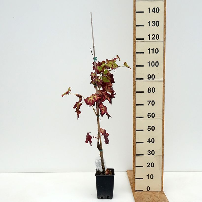 Exemplar von Weinrebe Leopoldo Topf mit 1,5L/2L wie im Herbst geliefert