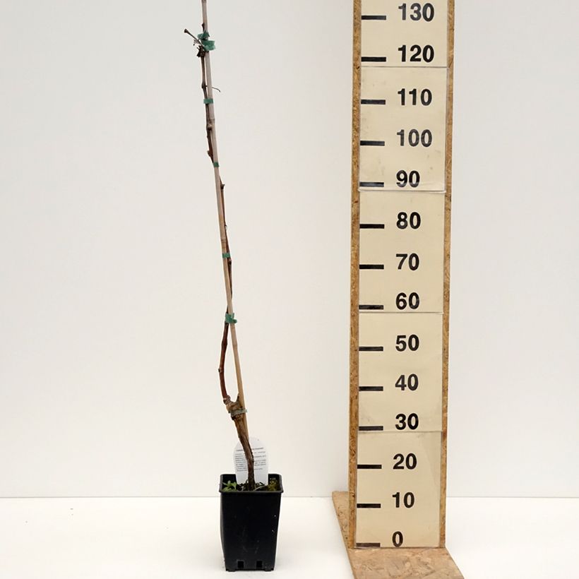 Exemplar von Weinrebe Leopoldo Topf mit 1,5L/2L wie im Frühjahr geliefert