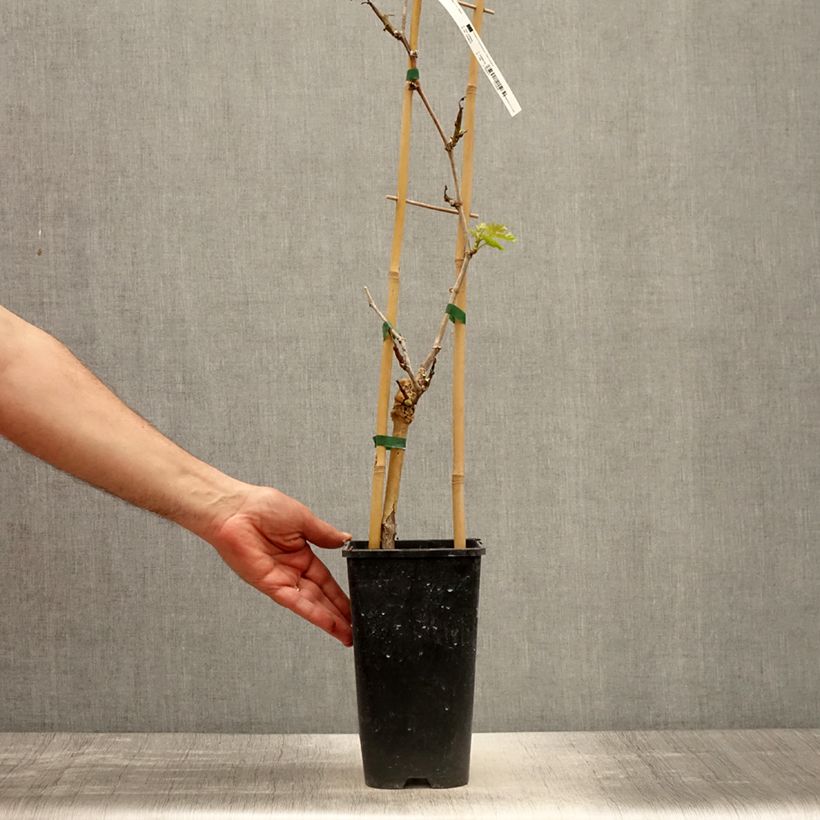 Exemplar von Weinrebe Lilla Topf mit 3L/4L wie im Frühjahr geliefert