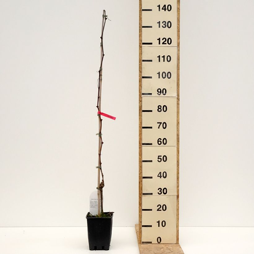 Example of Weinrebe Luglienga Topf mit 1,5L/2L as you get in printemps